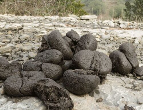 I came upon a load of dung today…