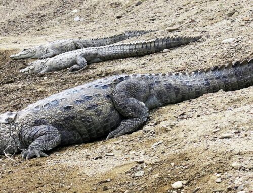Iran hit by plague of… crocodiles
