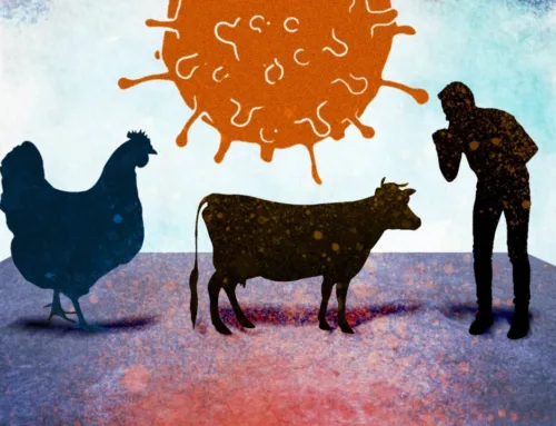 Is Gain-of-Function Responsible for the Bird Flu Jump to Cows and Humans?