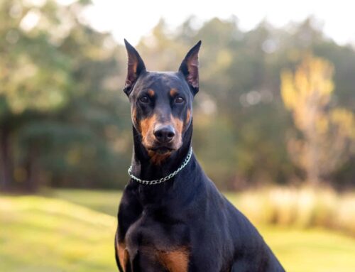 Watchdog releases scathing report on Tlaib’s alleged ties to terrorist groups warning of ‘potential risks’