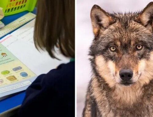 How Did A ‘Wolf-Identifying’ Teacher End Up Teaching Kids At Fort Bragg?
