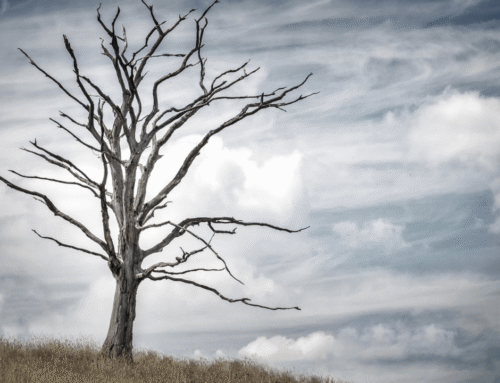 Joe Kent goes all Tucker Carlson on us, claiming Trump’s Iran actions unjustified